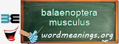 WordMeaning blackboard for balaenoptera musculus